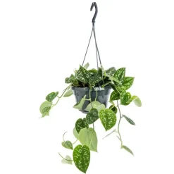 Scindapsus Pictus suspension Ø14xH40 cm