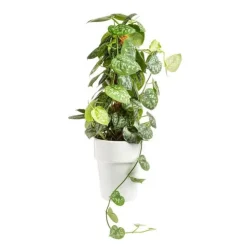 Scindapsus Trébie avec tuteur mousse pot Ø21xH90 cm