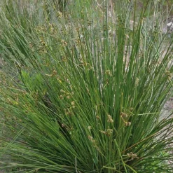 Scirpe Jonc godet 9x9 cm