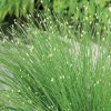 Scirpus cernuus pot de 3 litres
