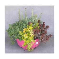 Sédum dit Orpin - La coupe de 25 cm