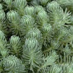Sédum dit Orpin - Le pot de 1 litre