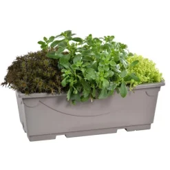 Sédums variés - La jardinière de 40 cm
