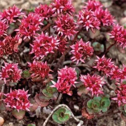 Sedum - La coupe terre cuite de 25 cm