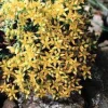 Sedum Acre jaune. Le pot de 1 litre