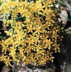 Sedum Acre jaune. Le pot de 1 litre