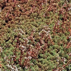 Sedum Album - Le pot de 1 litre