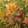 Sedum Collection - Le pot de 3 litres