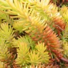 Sedum lime zinger jaune en pot de 2 L