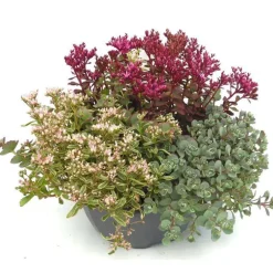 Sedum Mix - Le pot de 3 litres