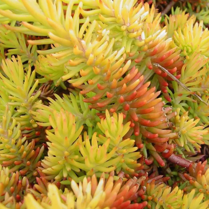 Sedum Reflexum Dore - Le pot de 2 litres