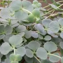 Sedum Sieboldii - Le pot de 2 litres