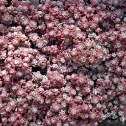 Sedum Spatulé 'Cape blanco' - Le pot de 1 litre