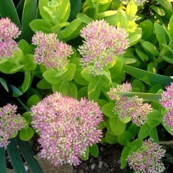 Sedum Spectabile Brilliant - Le pot de 4 litres