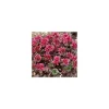 Sedum Spurium - La barquette de 6 plants