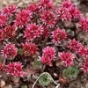 Sedum Spurium - Le pot de 10,5 cm