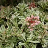 Sedum Spurium 'Variegatum' - Le pot de 1 litre