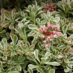 Sedum Spurium 'Variegatum' - Le pot de 1 litre