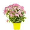 Sedum Telephium - Le pot de 3 litres