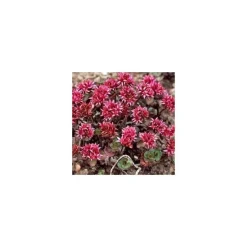 Sedum Toiture Vegetalisee - La barquette de 6 plants