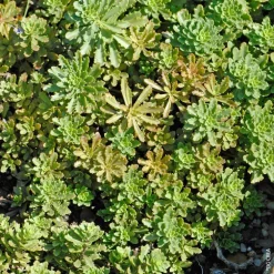 Sedum 'Weihenstephaner Gold' - Le pot de 1 litre