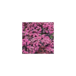 Sedum X Dazzleberry - Le pot de 2 litres