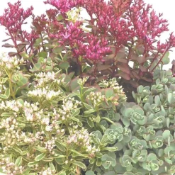 Sedums Varies - Le pot de 4 litres