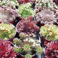 Sempervivum - Le pack de 4 plants
