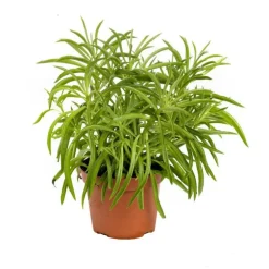 Senecio Himalaya – Pot de Ø6 cm