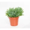Senecio kilimanjaro 20 cm. Le pot de 12 cm