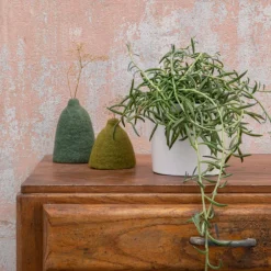 Senecio radicans en pot blanc émaillé H 10 x Ø 15 cm