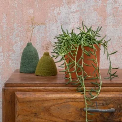 Senecio radicans en pot terre cuite H 10 x Ø 15 cm