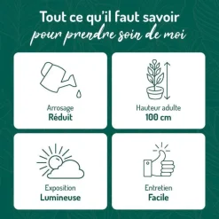 Senecio radicans en pot terre cuite H 10 x Ø 15 cm