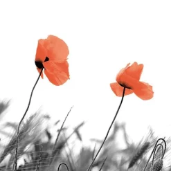 Serviettes en papier 3 plis x 20 Two poppies - 33 x 33 cm