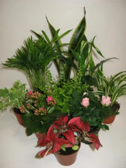 Solanum Pseudocapsicum plante baby en pot Ø 5,5/6 cm