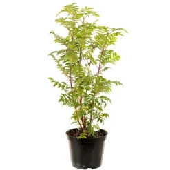 Sorbier des oiseaux vert. Le pot de 3 litres