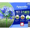 Souche d’Agapanthe bleue extra en bourriche