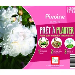 Souche de Pivoine blanche extra en bourriche