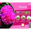 Souche de Pivoine rose extra en bourriche
