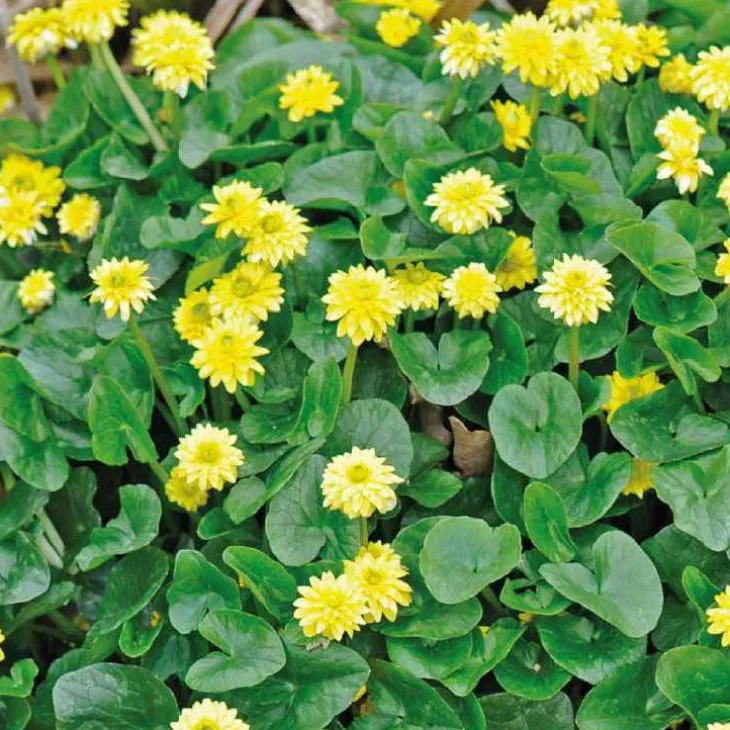 Souci d’eau à fleurs doubles godet 9x9 cm