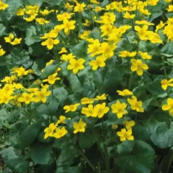 Souci d’eau godet 9x9 cm