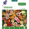 Sparaxis Mélange botanic® - 25 bulbes