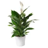 Spathiphyllum cupido + cache-pot