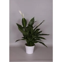 Spathiphyllum Cupido 65 cm et cache-pot 17 cm