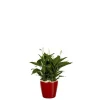 Spathiphyllum et son pot Classico premium Ø 35 rouge