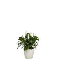 Spathiphyllum et son pot Classico premium Ø 35 blanc