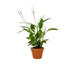 Spathiphyllum plante baby en pot Ø 5,5/6 cm