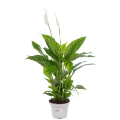 Spathiphyllum Sweet Chico pot Ø13 cm/ H50 cm