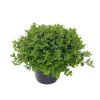 Spiraera Japonica Little Princess - Pot de 5L