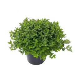 Spiraera Japonica Little Princess - Pot de 5L